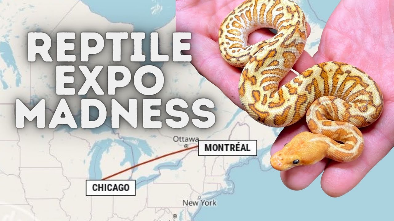 Are Reptile Shows THE Solution To The Current Market!? - YouTube