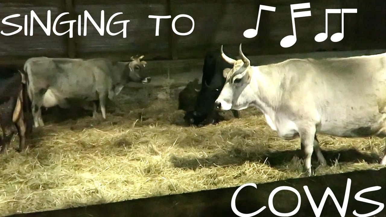 CHRISTMAS TRADITIONS SINGING TO COWS YouTube