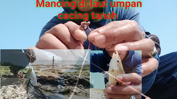 Uji coba Mancing di laut menggunakan umpan cacing tanah |lihat hasil nya..