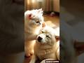 She Left Silently†But His Eyes Still Follow Her рџ рџђ рџђ Cat Dog Shorts Ai She Left Silently†But His Eyes Still Follow Her рџ рџђ рџђ Cat Dog Shorts Ai