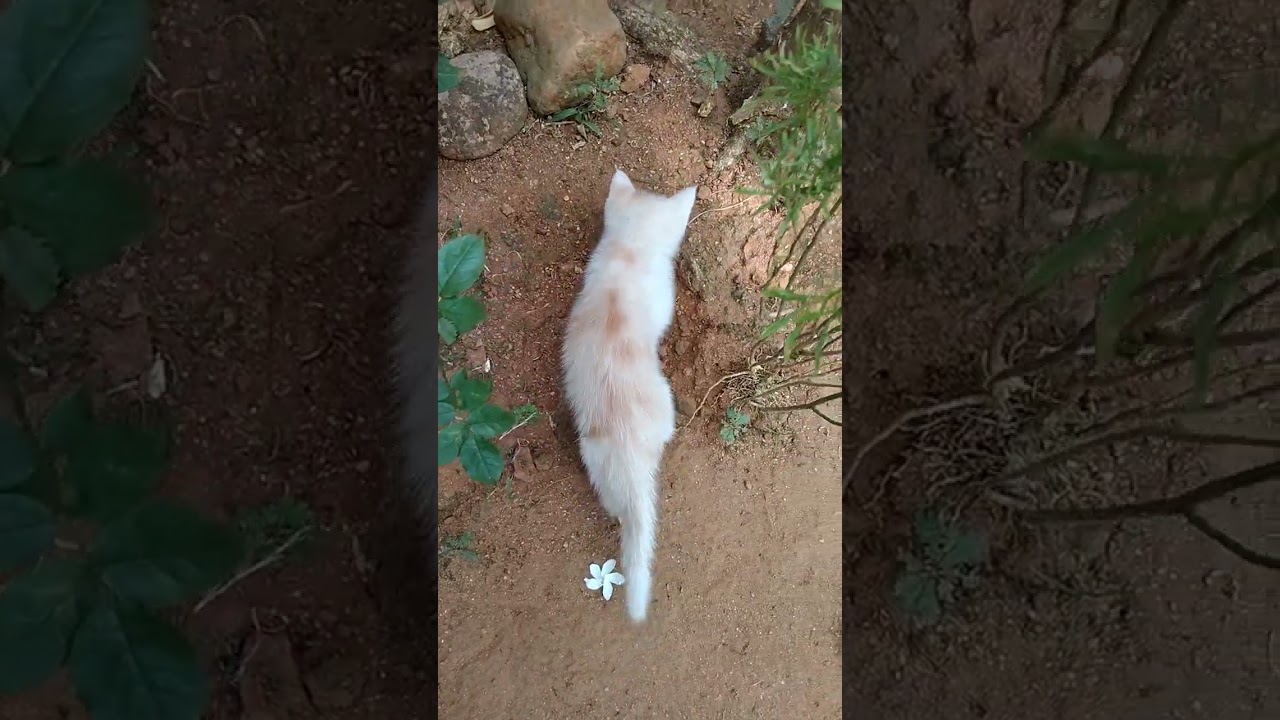 പൂമൂകവും പൂച്ചയും