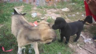 Funny Puppies , Strong Small Puppy, Puppies Complilation