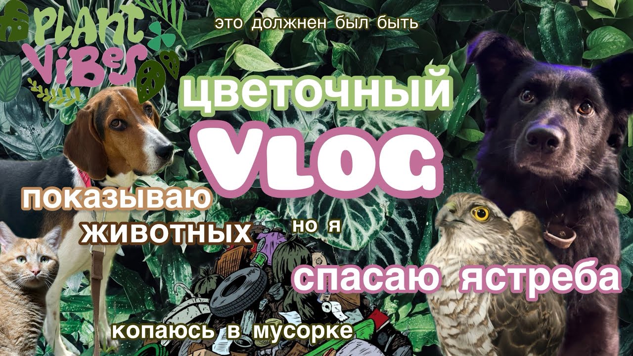 Обзор фитостены | коллекция растений | разговор по душам