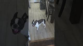#summer #vibes #water #play #frenchbulldog #puppy #dog #love #chaos #fun #furbabies #nofun #cleaning