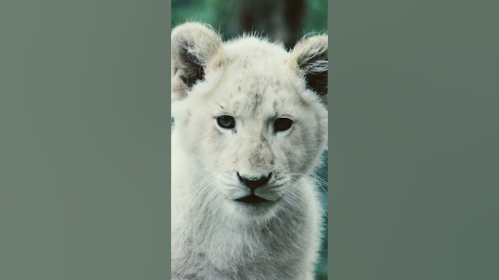 The cutest lioness you will EVER see! 😍 #whitelion #bigcat #teenagedirtbag #cuteanimals #lions