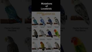 Mutations Of Love Birds Types Of Love Bird