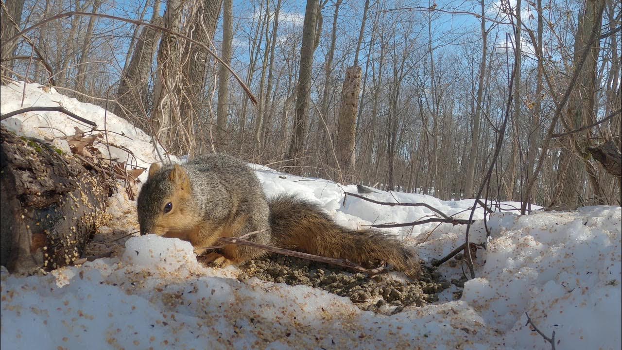 GoPro Motion Detection, 🐿 YouTube