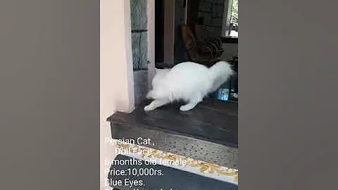 Watch the video about Persian Cat🐱Doll Face,6 months old female.Blue Eyes.Place
