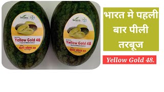 Yellow Gold 48.अब भारत मे भी होगा पिले तरबूज।