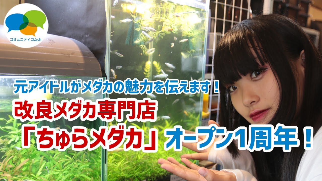 ちゅら めだか
