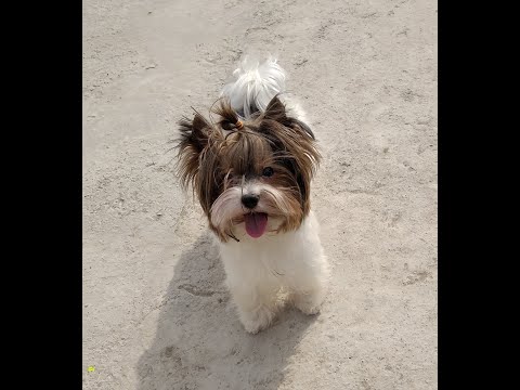 იყიდება  საუკეტესო ბივერ ტერიერის ლეკვები.