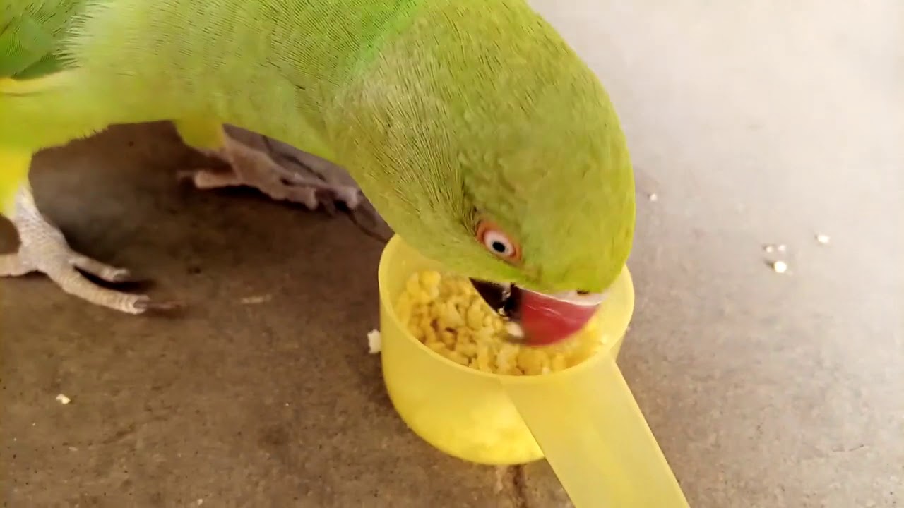 Baby Parrot Food Ringneck Baby Parrots Food Ringneck Parrot Diet baby-parrot-food-ringneck-baby-parrots-food-ringneck-parrot-diet