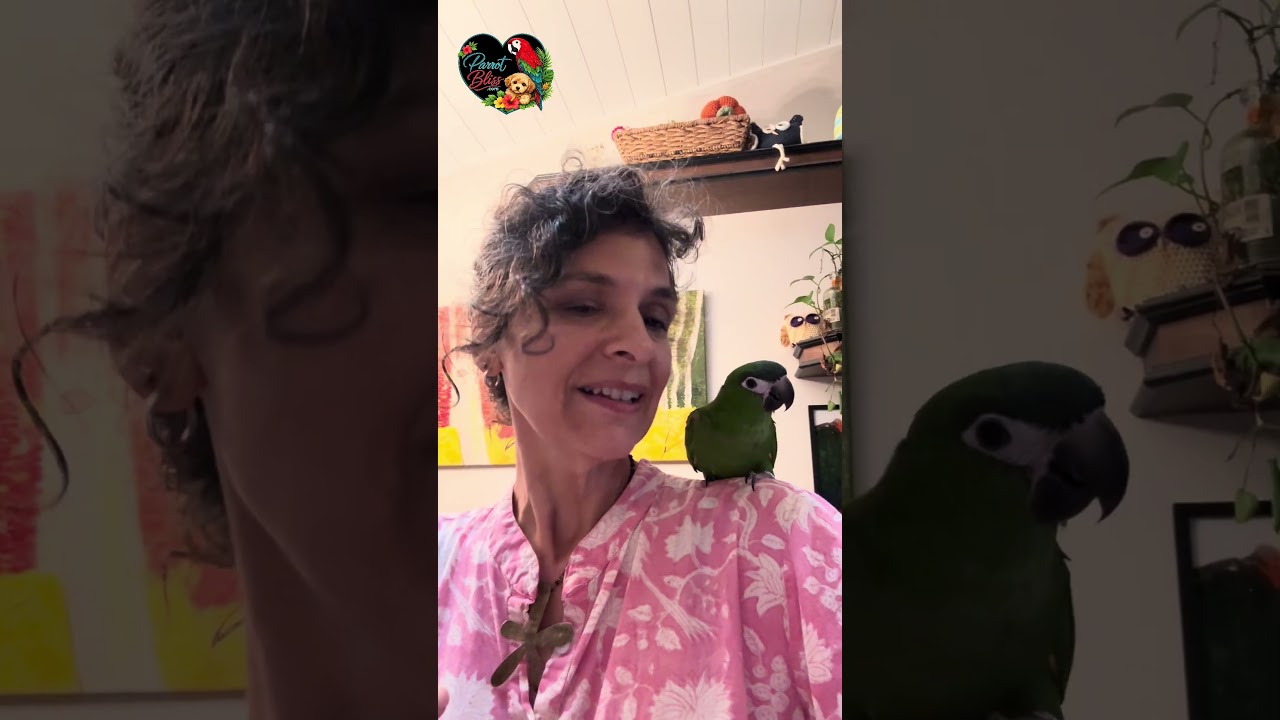 Easily Increate Your Blissful Bond: Tips | # #birds#parrot_bliss #parrot #bonding