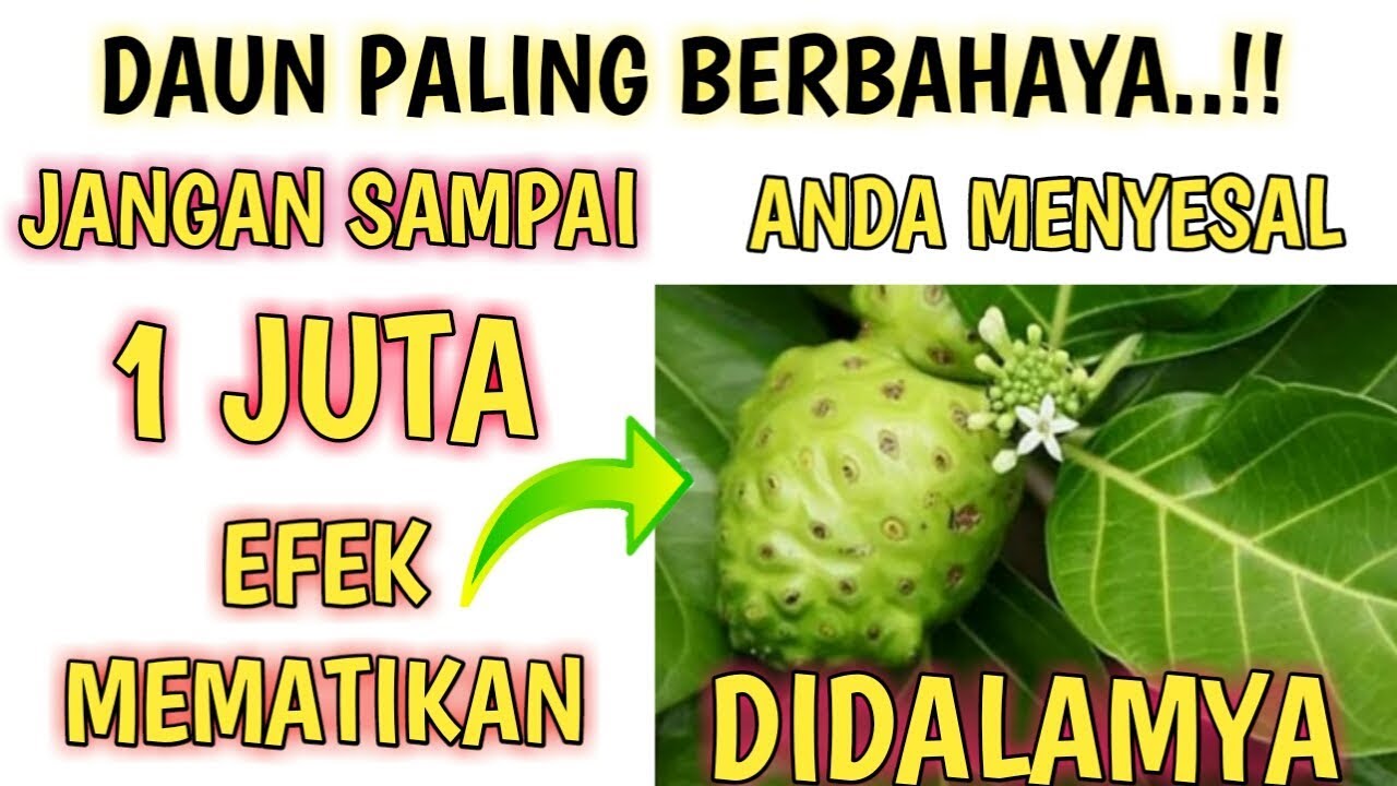 Dokter Kaget 3 Efek Samping Daun Mengkudu Yang Sangat Berbahaya Yang Mungkin Belum Kamu Ketahui Youtube