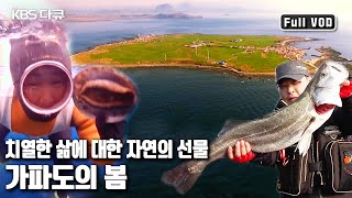 🌊거친 바다를 터전으로 살아가는 해녀들의 첫 물질과 🐟대물생선들과 사투 '자연산이 살아있다 - 가파도의 봄’ (KBS 20150328 방송)