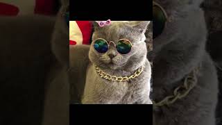 Smile Trend But With Cats