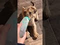 He Teased a Wild Lion and What Happened Next Is Unbelievable 🦁🔥❤️✨ A Bond Beyond Fear #shorts #viral