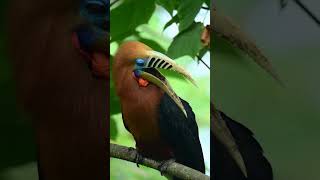Wispers of the wild 🪶🪽| Wildlife photographer | #wild #photography #wildlife #photographer #birds