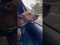 Deano dog goes for a drive