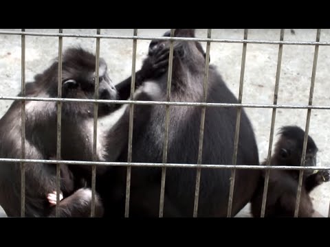 kawaii emoticons Celebes macaque family of Chiba Zoological Park.千葉市動物公園のクロザル一家。