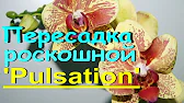 Орхидеи,узамба́рские фиалки,Самара🌺