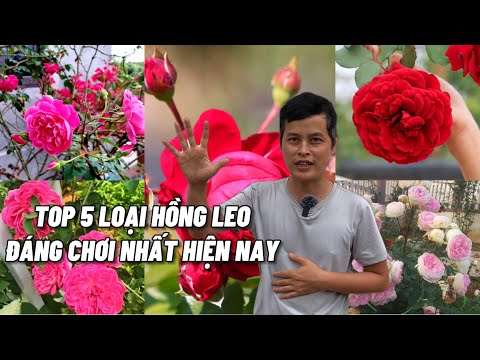 Video: Tìm hiểu thêm về Hoa hồng leo và Hoa hồng leo