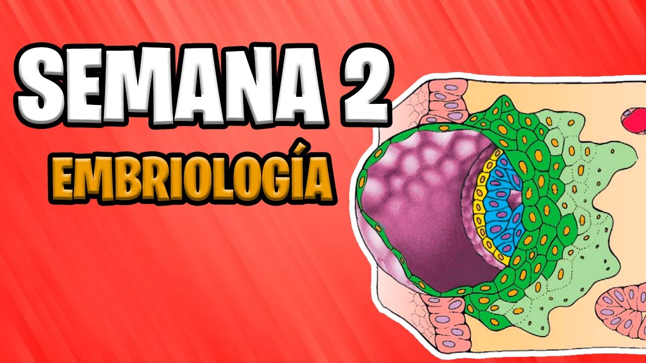 ✅ SEGUNDA SEMANA | EMBRIOLOGÍA 📚 DISCO EMBRIONARIO BILAMINAR | DESARROLLO EMBRIONARIO