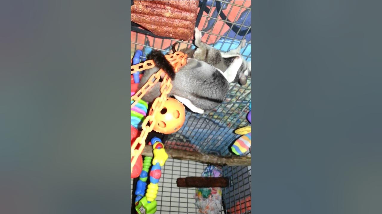 Sugar Glider mating & Breeding YouTube