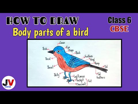 Parts of a bird drawing|bird body parts drawing|draw and label bird|easy  bird drawing - YouTube
