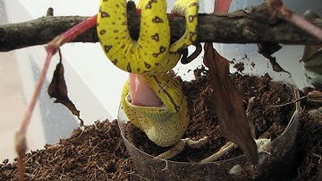 Neonate Green Tree Python