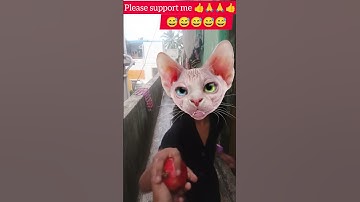 fanny cat face 🤣🤣🤣🤣🤣|#tranding #YouTube Short