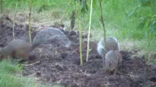 Bad Squirrels Damaging My Raspberries