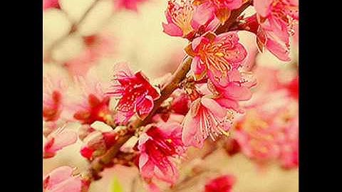 سورة المؤمنون بصوت الشيخ سعد الغامدي .wmv