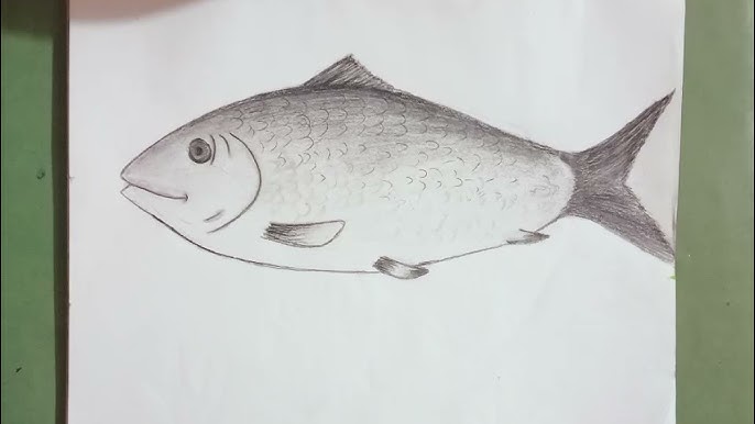 Drawing Tutorial: Draw a beautiful hilsa fish using pencil. — Steemit