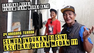 Ternak murai batu indukan asli hutan Bahorok dan marike [ Burak bird farm ]