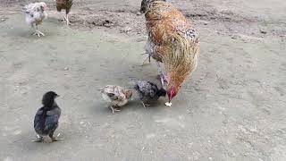 Rooster takes care of chicks