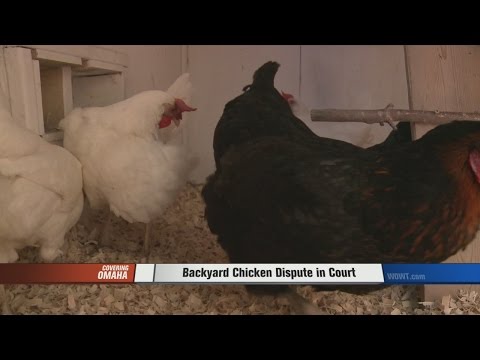 Krok 1: Bezpośredni Kontakt z Obsługą Klienta Chicken Road