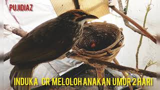 INDUKAN CUCAKROWO MELOLOH ANAKANYA
