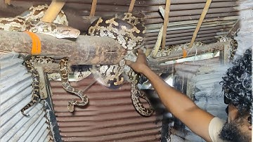 #Indian #Rock python Rescue Part 1.video