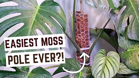 finally gave my monstera a moss pole | slowly chan...