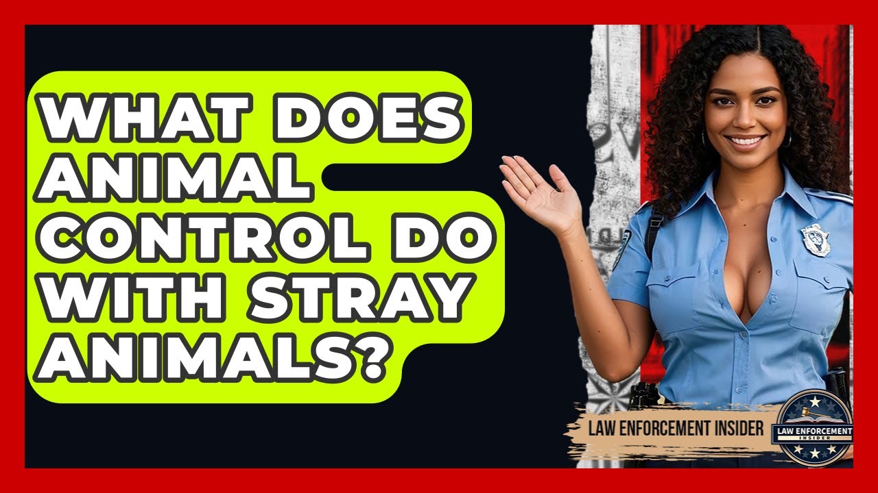 what-does-animal-control-do-with-stray-animals-law-enforcement