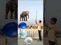 Ballon to wild Animals magic name Talking video #shorts #mmmrazz #funny #comedy#aa23