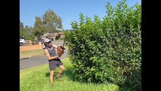 Lost Pathway: OVERGROWN Hedges Swallow House Entrance!