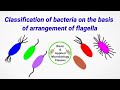 Classification of bacteria on the basis of flagella arrangement  flagella arrangement in bacteria 