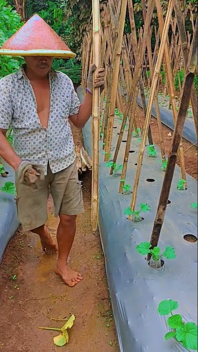 CARA MEMASANG LANJARAN AGAR RAPI #kreatif