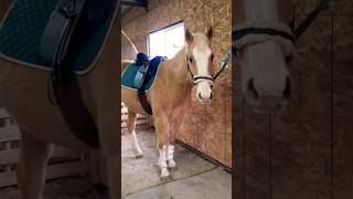 My sweetest boy #horse #horses #horselover #palomino #horseriding