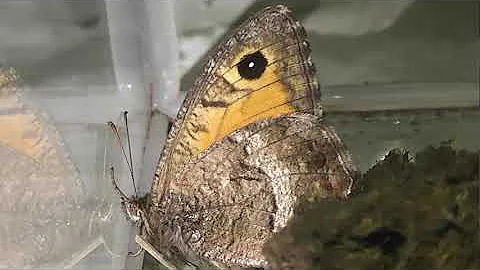 ИНСЕКТАРИЙ: 67. Бархатница Аретуза (Arethusana arethusa)