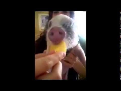 Sunete amuzante scoase de un porcusor cand mananca chipsuri