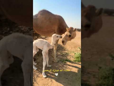 الناقه الساحليه