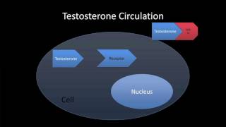 Male Hormones and the Aging Process